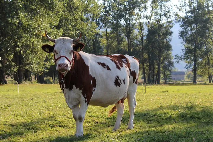 Инвестпроекты по молочным фермам в Чувашии получат поддержку - Минсельхоз 